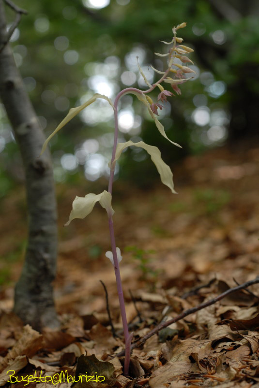 Strane Epipactis...